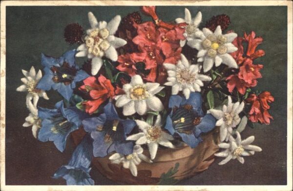 Edelweiss Blumen