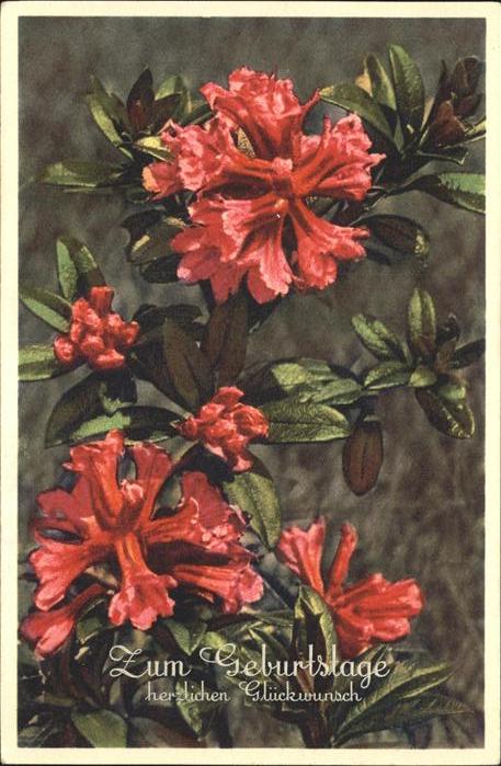 Blumen Alpenrose Geburtstag Glückwunsch