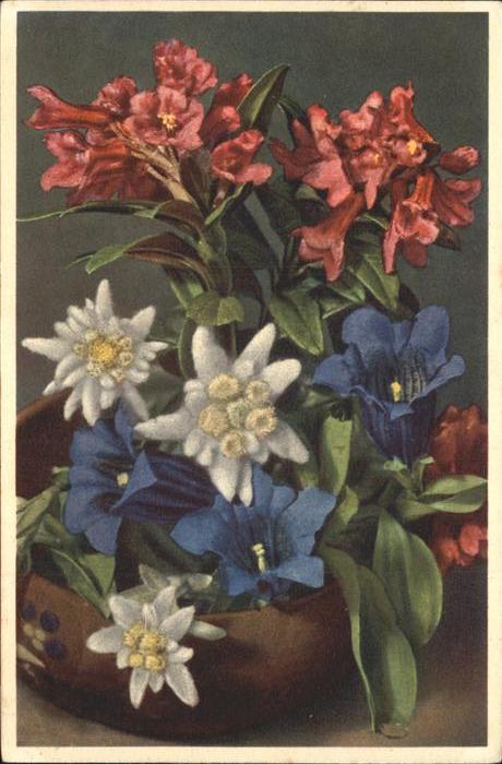 Edelweiss Gentiana Kochiana