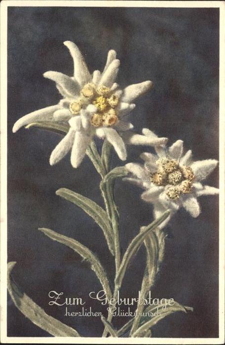 Edelweiss Leontopodium alpinium