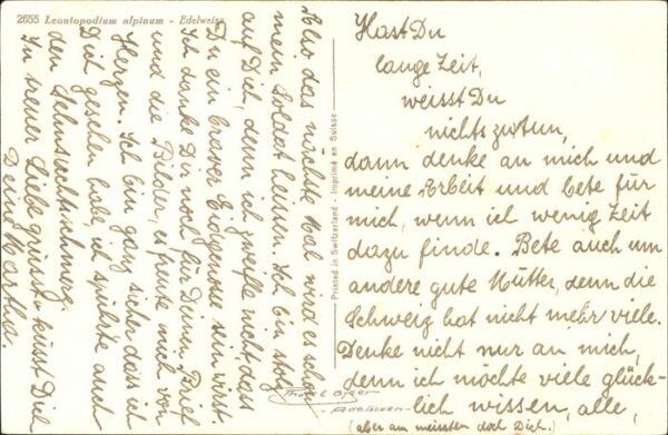 Edelweiss Leontopodium alpinium – Bild 2