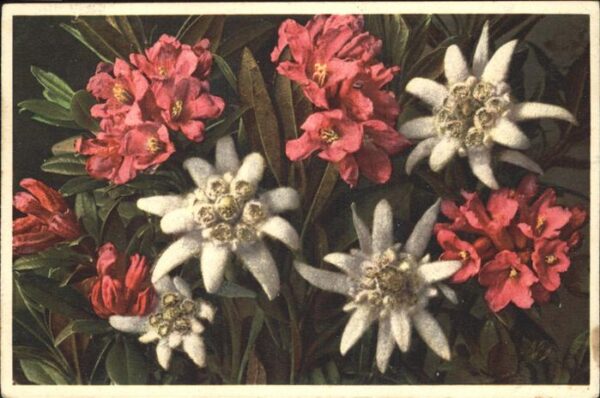 Edelweiss Alpenrose