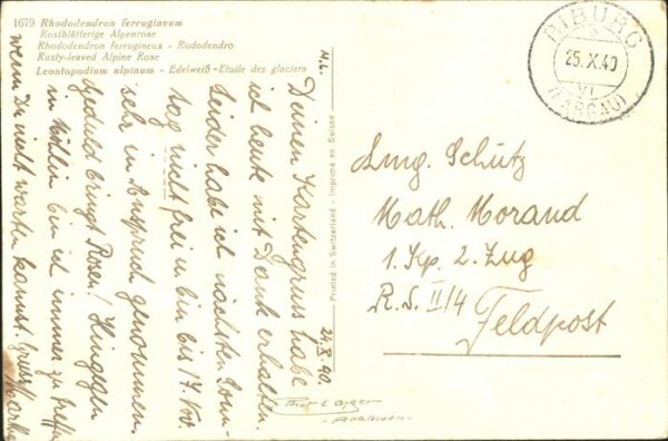 Edelweiss Alpenrose – Bild 2