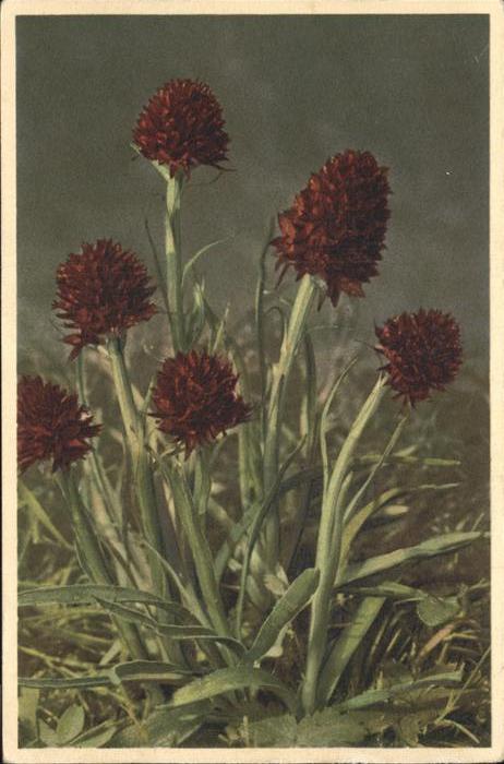 Blumen Männertreu