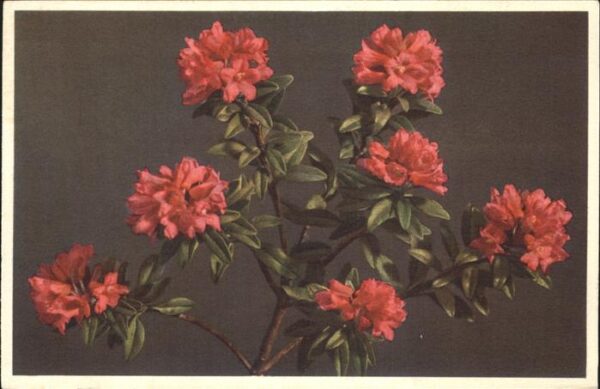Blumen Alpenrose