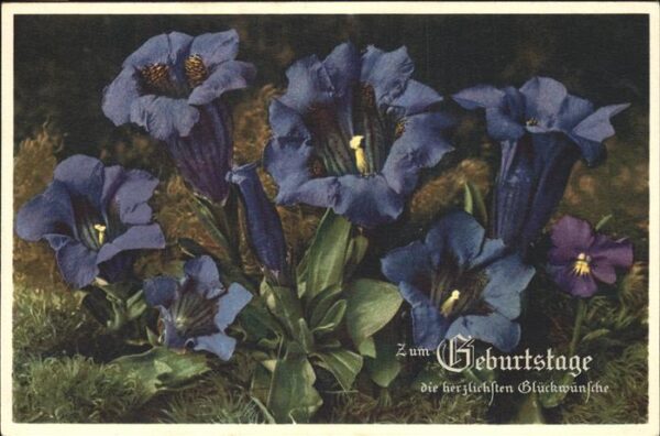 Geburtstag Blumen Enzian