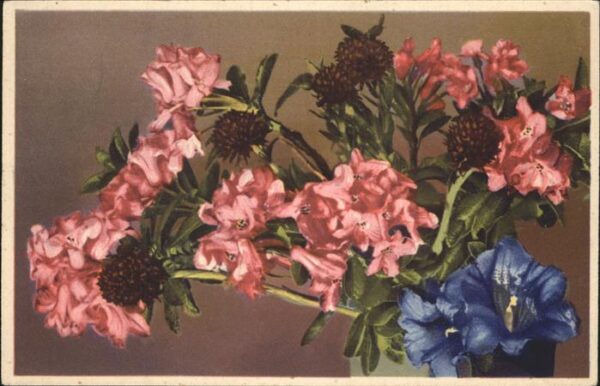 Verlag Photochromie Nr. 2041 Serie 701 Blumen