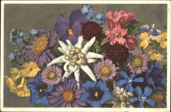 Edelweiss Alpenblumen