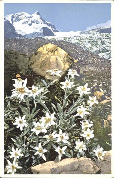 Verlag Photochromie Nr. 1224 Serie 548 Edelweiss