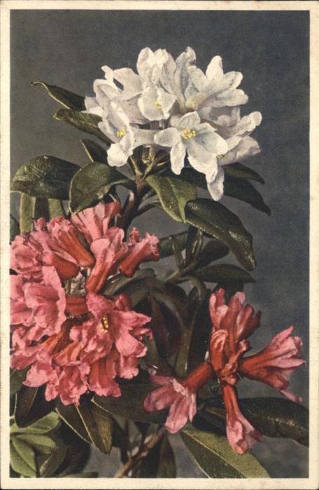 Blumen Alpenrose