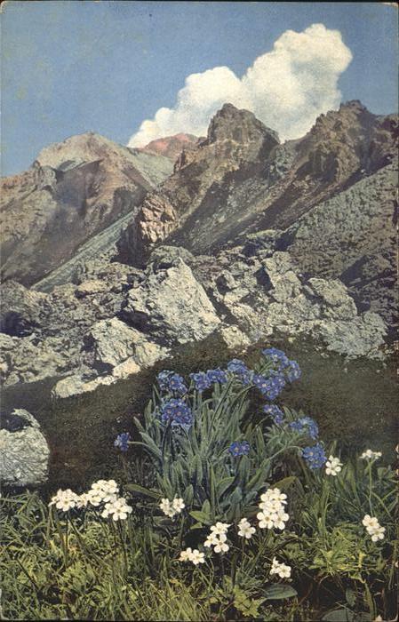 Verlag Photochromie Nr. 947 Myosotis alpestris