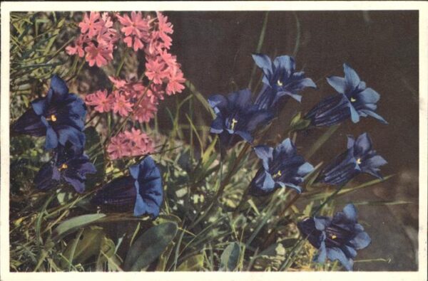 Blumen Mehlprimel