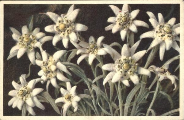 Edelweiss