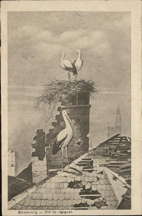 Storch Strasbourg Nid de cigognes