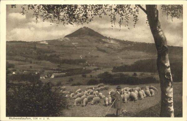 Schafe Hohenstaufen