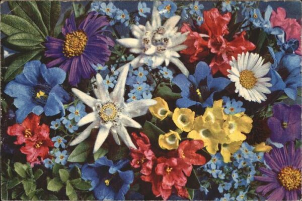 Edelweiss Alpenblumen