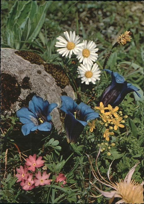 Blumen Stengelloser Enzian Alpenblumen