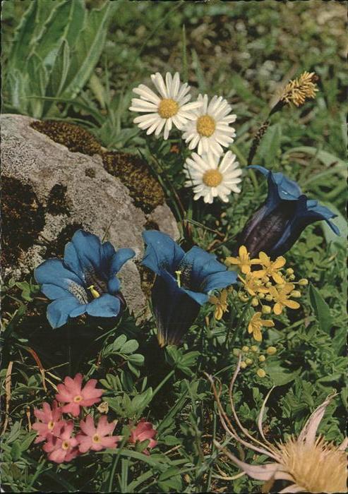 Blumen Alpen Enzian