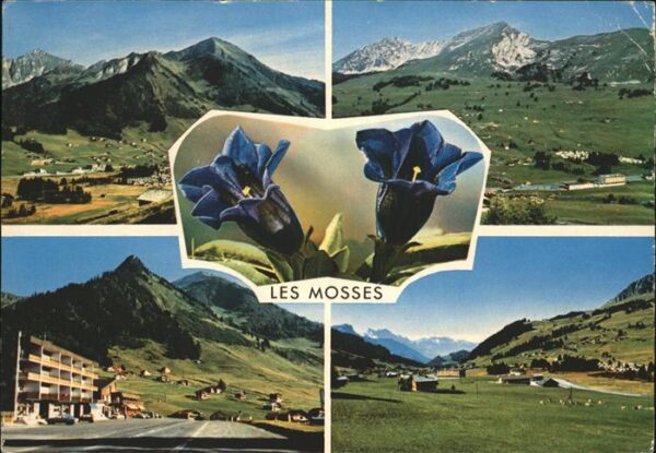 Blumen Enzian Les Mosses