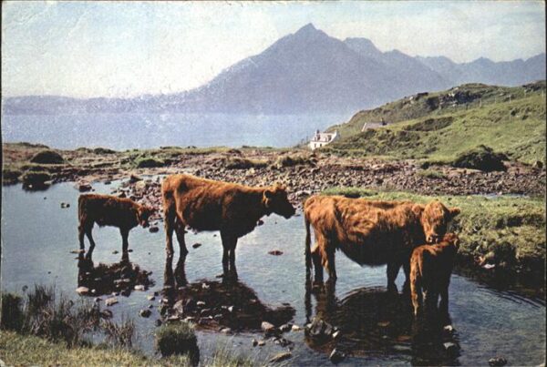 Kuehe Crofters Cattle at Elgol Isle of Skye