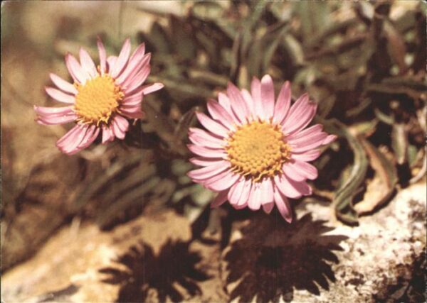 Blumen Alpenaster Astro alpino