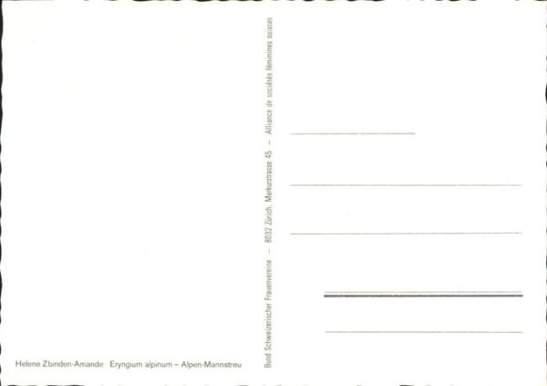 Kuenstlerkarte Helene Zbinden-Amande Alpen-Mannstreu – Bild 2