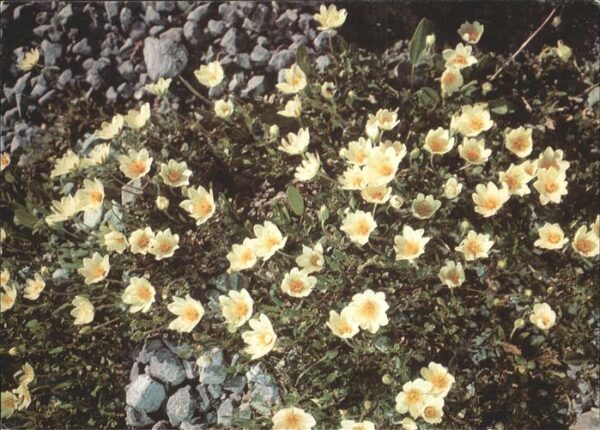 Blumen Silberwurz Dryade