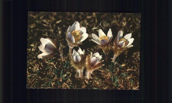 Blumen Frühlingsanemone