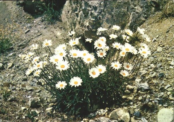 Blumen Alpen-Maßliebchen