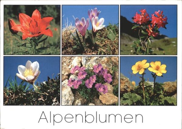 Blumen Alpen Feuerlilie Alpenrose Pelzanemone