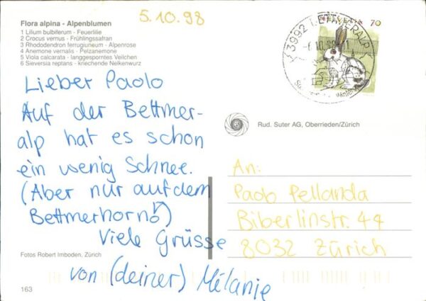 Blumen Alpen Feuerlilie Alpenrose Pelzanemone – Bild 2