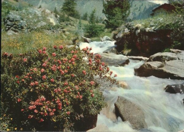 Blumen Alpenrosen