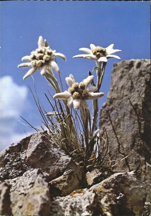 Edelweiss Etoile des Alpes