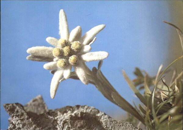 Edelweiss Etoile des Alpes