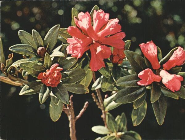 Blumen Alpenrose