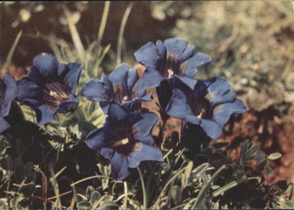 Blumen Enzian