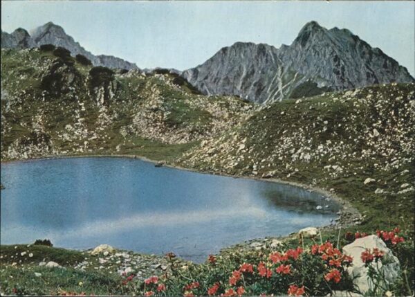 Blumen Alpenrosen Gaisalpsee
