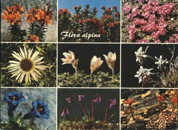 Blumen Alpenflora Edelweiss Alpenrose