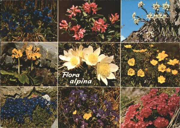 Blumen Alpen Edelweiss Enzian