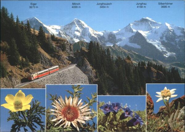 Zahnradbahn Alpenblumen Schynige Platte