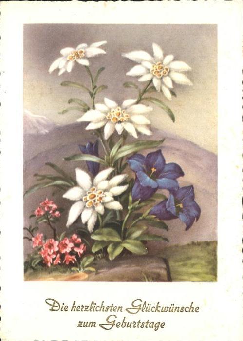 Geburtstag Edelweiss Enzian