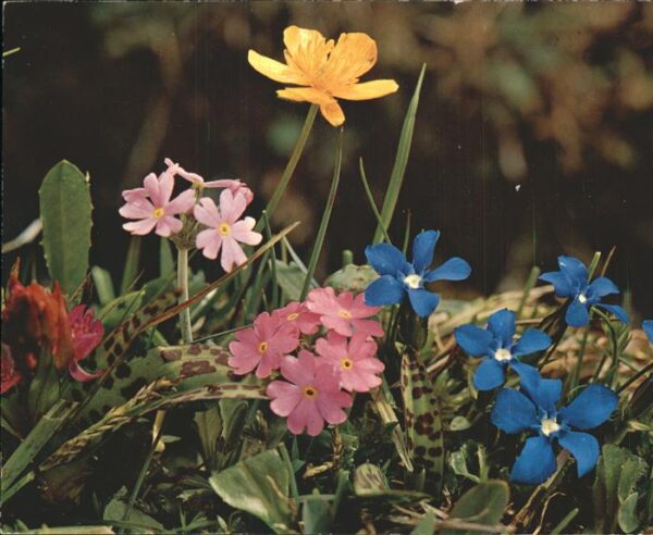 Blumen Bayrischer Enzian Mehlprimel