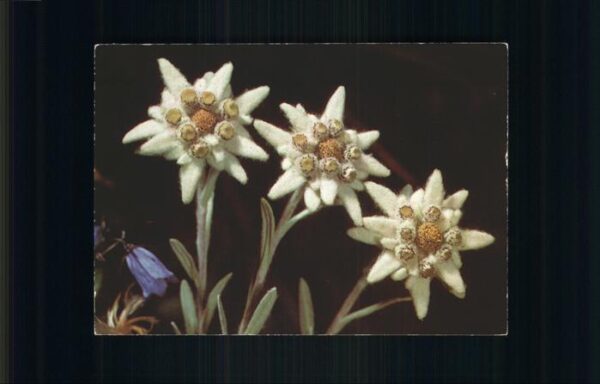 Edelweiss