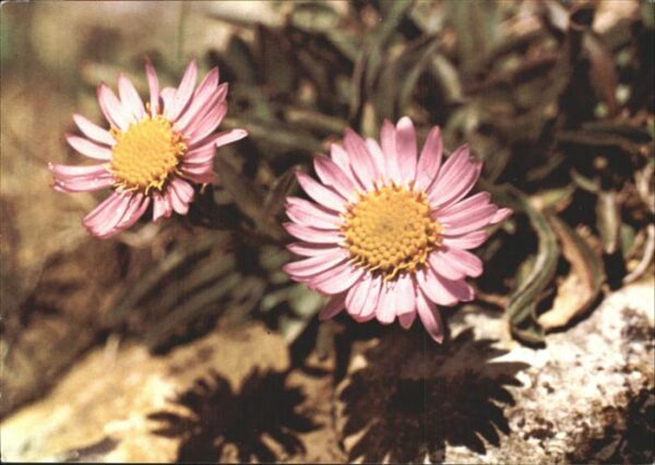 Blumen Alpenaster