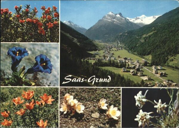 Blumen Saas-Grund Edelweiss Enzian Alpenrosen