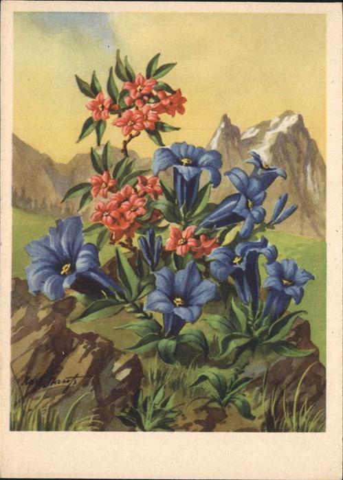 Blumen Enzian Korn-Künstlerkarte Nr. 526