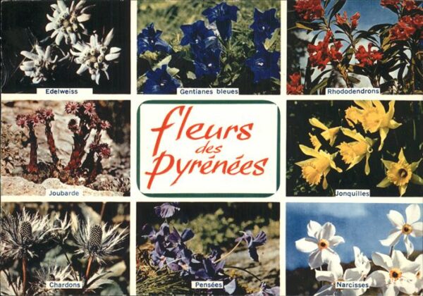 Blumen Edelweiss Joubarde Pensees Narcisses