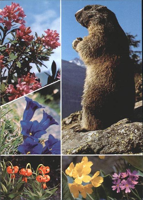 Murmeltier Alpenblumen
