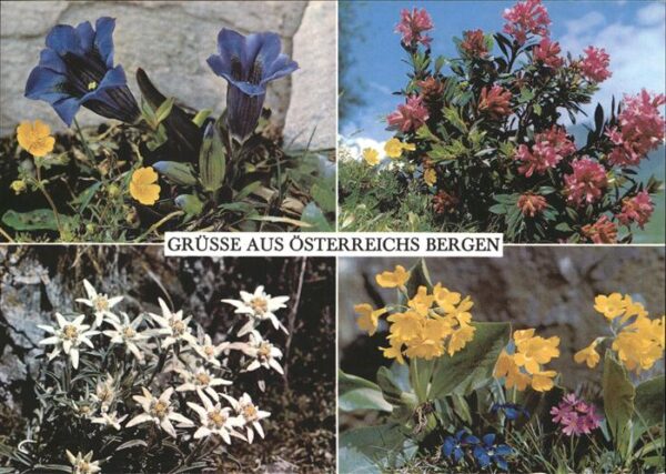 Blumen Enziane Alpenrosen Edelweiß Felsenaurik