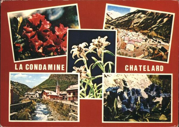 Blumen La Condamine-Chatelard Edelweiß Enziane